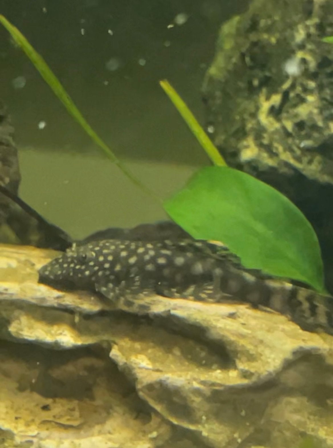 Vissen, Dieren en Toebehoren, Vissen | Aquariumvissen, Vis