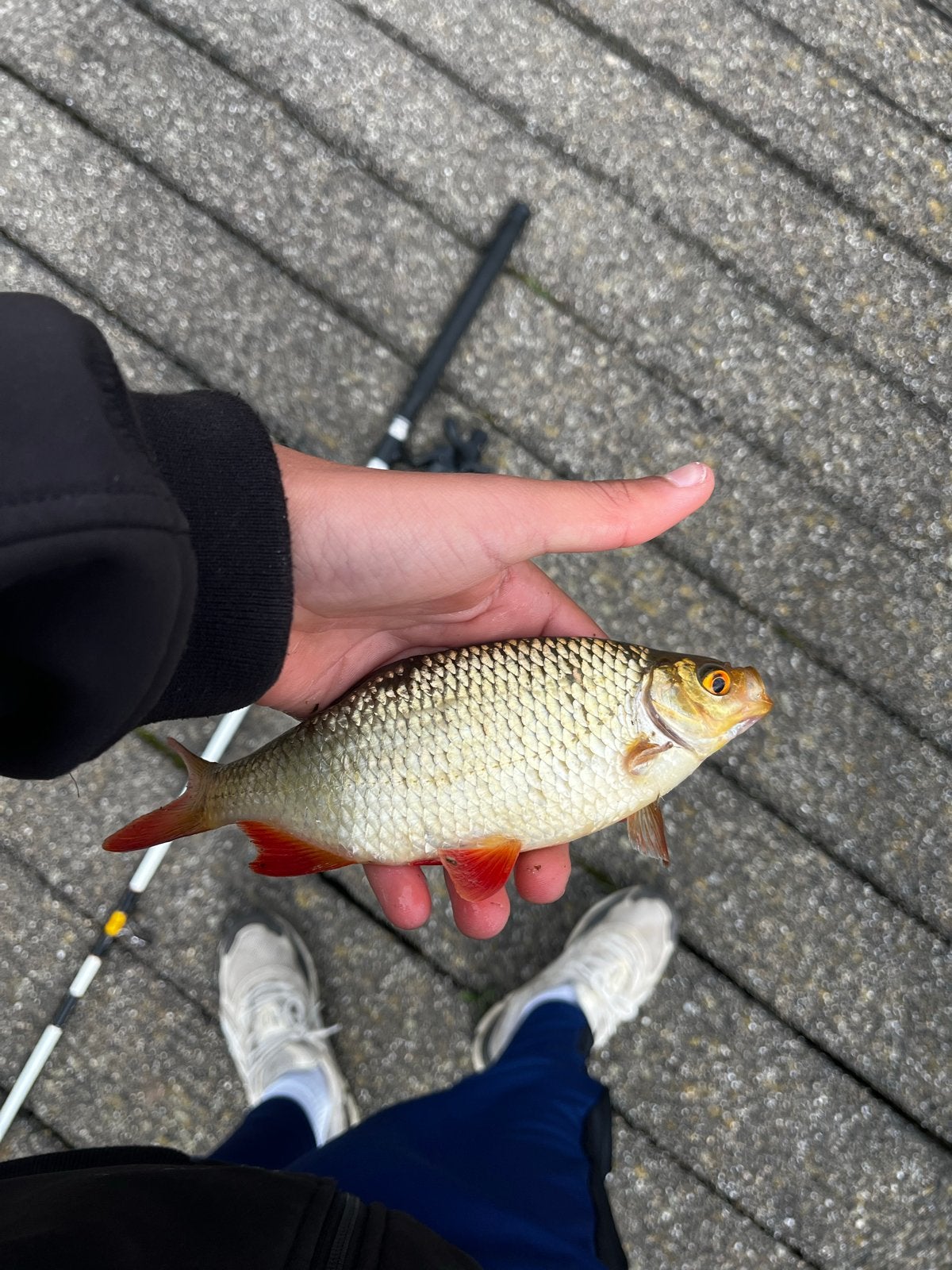 Ik zoek karper gratis karper vispullen, Watersport en Boten, Hengelsport | Algemeen, Ophalen of Verzenden, Nieuw, Overige typen