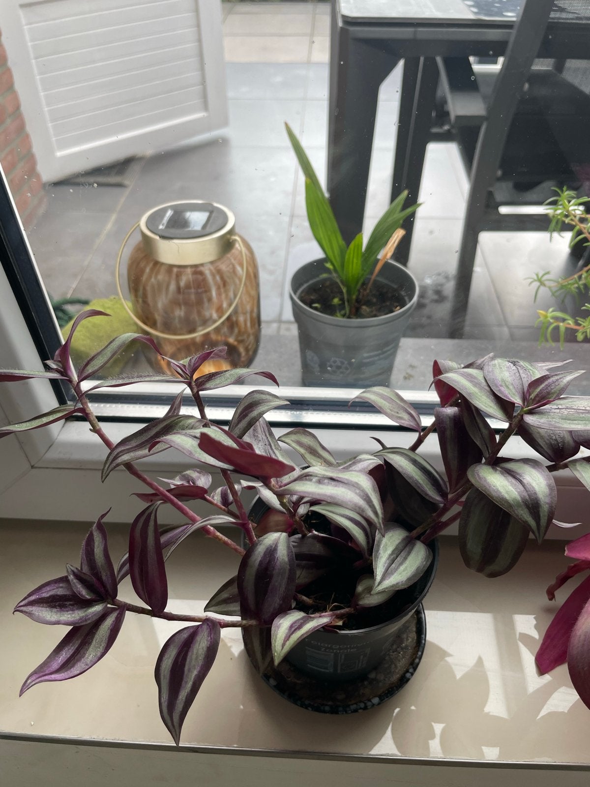 Tradescantia Zebrina - Prachtige paarse kamerplant, Ophalen, Overige soorten, Halfschaduw, In pot