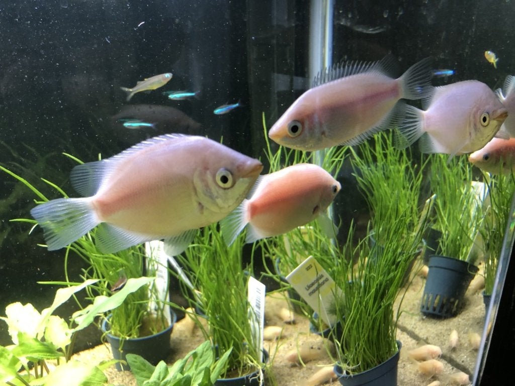 zoenvis €4,95, Dieren en Toebehoren, ., Overige typen, Nieuw, Ophalen of Verzenden
