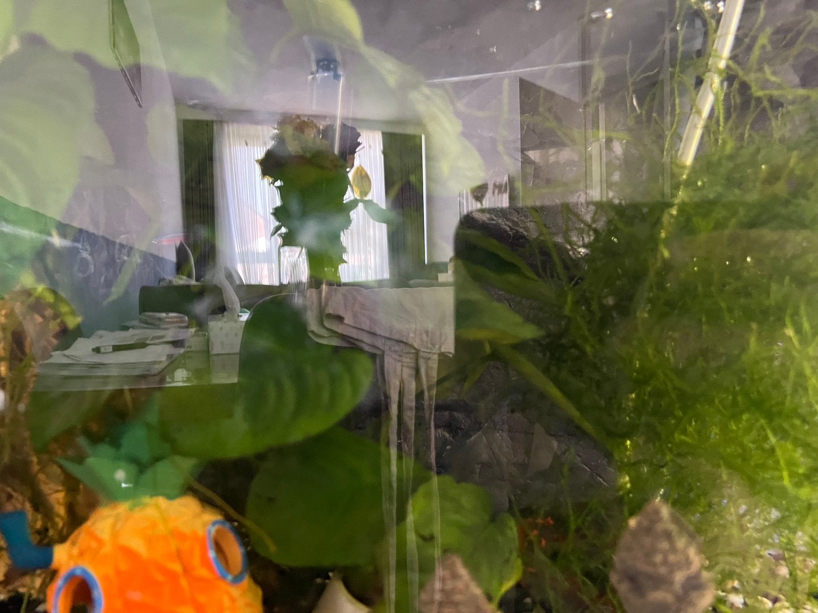 Compleet aquarium te koop teab, Dieren en Toebehoren, Vissen | Aquaria en Toebehoren, Ophalen, Superfish, Inclusief vissen, Gevuld zoetwateraquarium