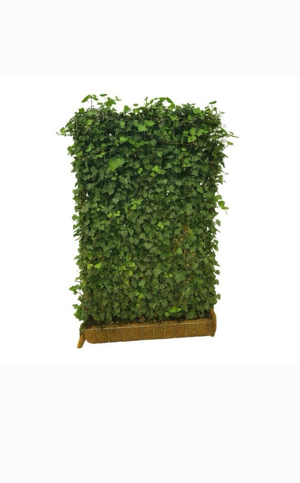 ACTIE Vanaf €75,-/mtr kant-en-klare hedera haag, Ophalen of Verzenden, Nieuw, 20 m² of meer