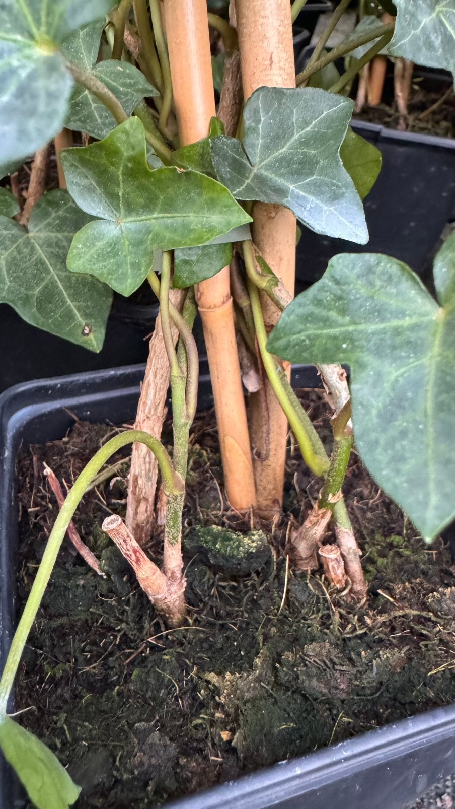 Hedera/klimop 10/20 t/m 250/300 cm, Ophalen, Overige soorten, 100 tot 250 cm