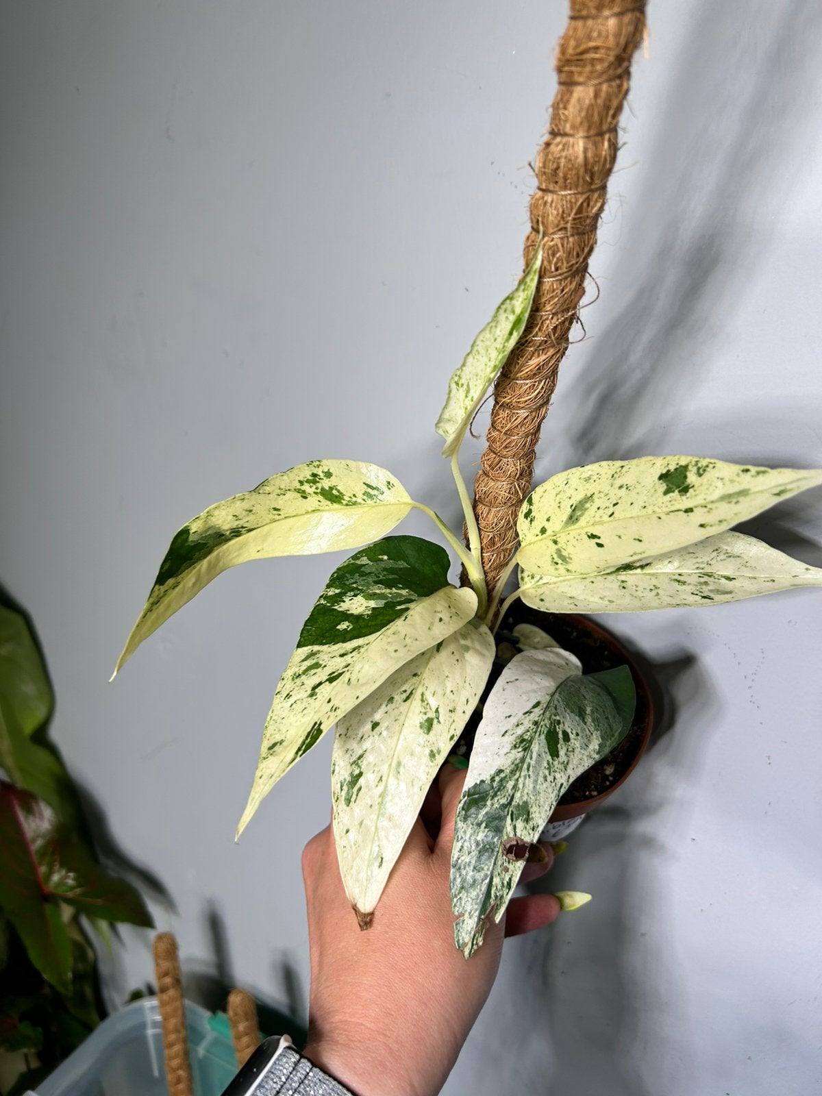 Epipremnum Cebu Blue Variegata - Zeldzame Kamerplant, Huis en Inrichting, Kamerplanten, Overige soorten, Minder dan 100 cm, Groene kamerplant