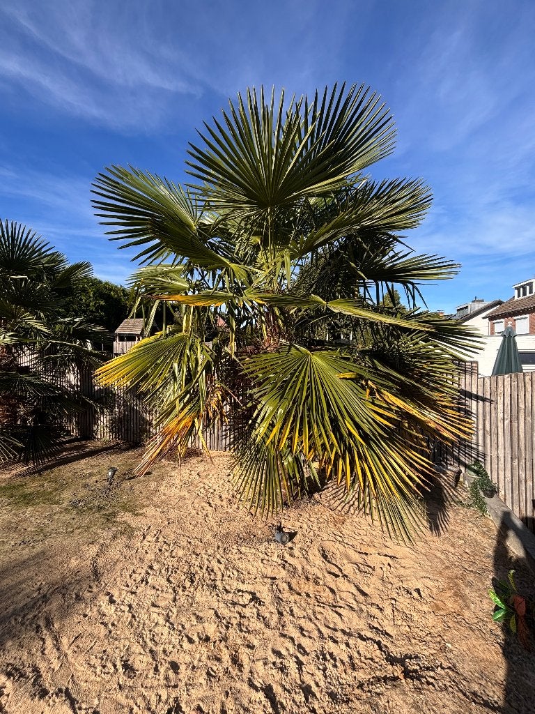 Gratis grote winterharde palmbomen – zelf uitgraven, 250 tot 400 cm, Zomer, Palmboom, Ophalen