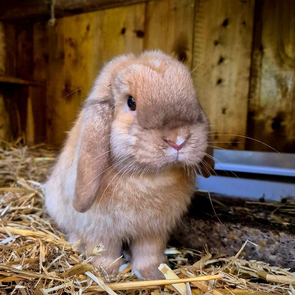 Zeer lieve minilop x Ned Hangoor Dwerg konijn voedster, Dieren en Toebehoren, Konijnen, Vrouwelijk, Dwerg, Hangoor, 0 tot 2 jaar