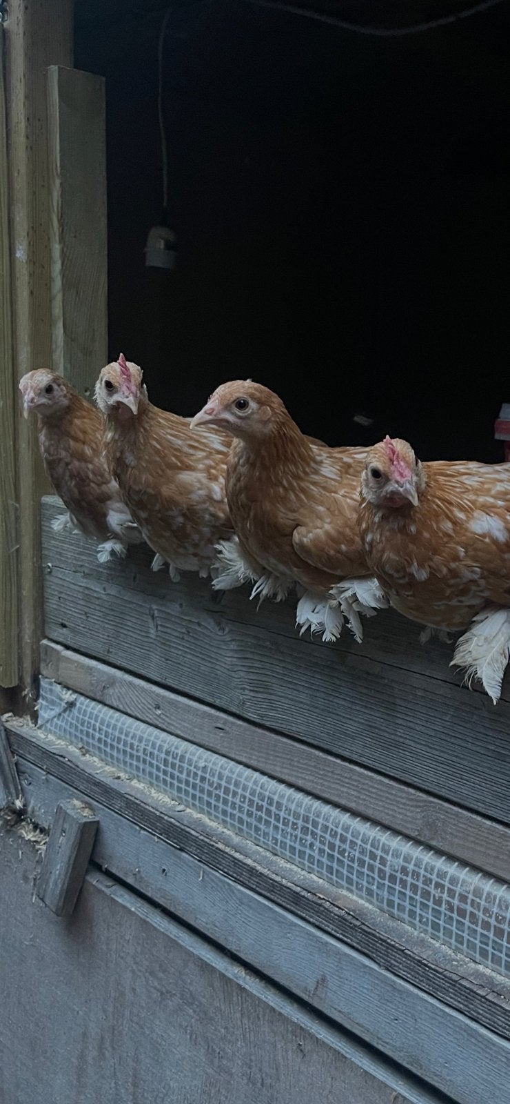 Sabelpoot krielen, Dieren en Toebehoren, Meerdere dieren, Kip