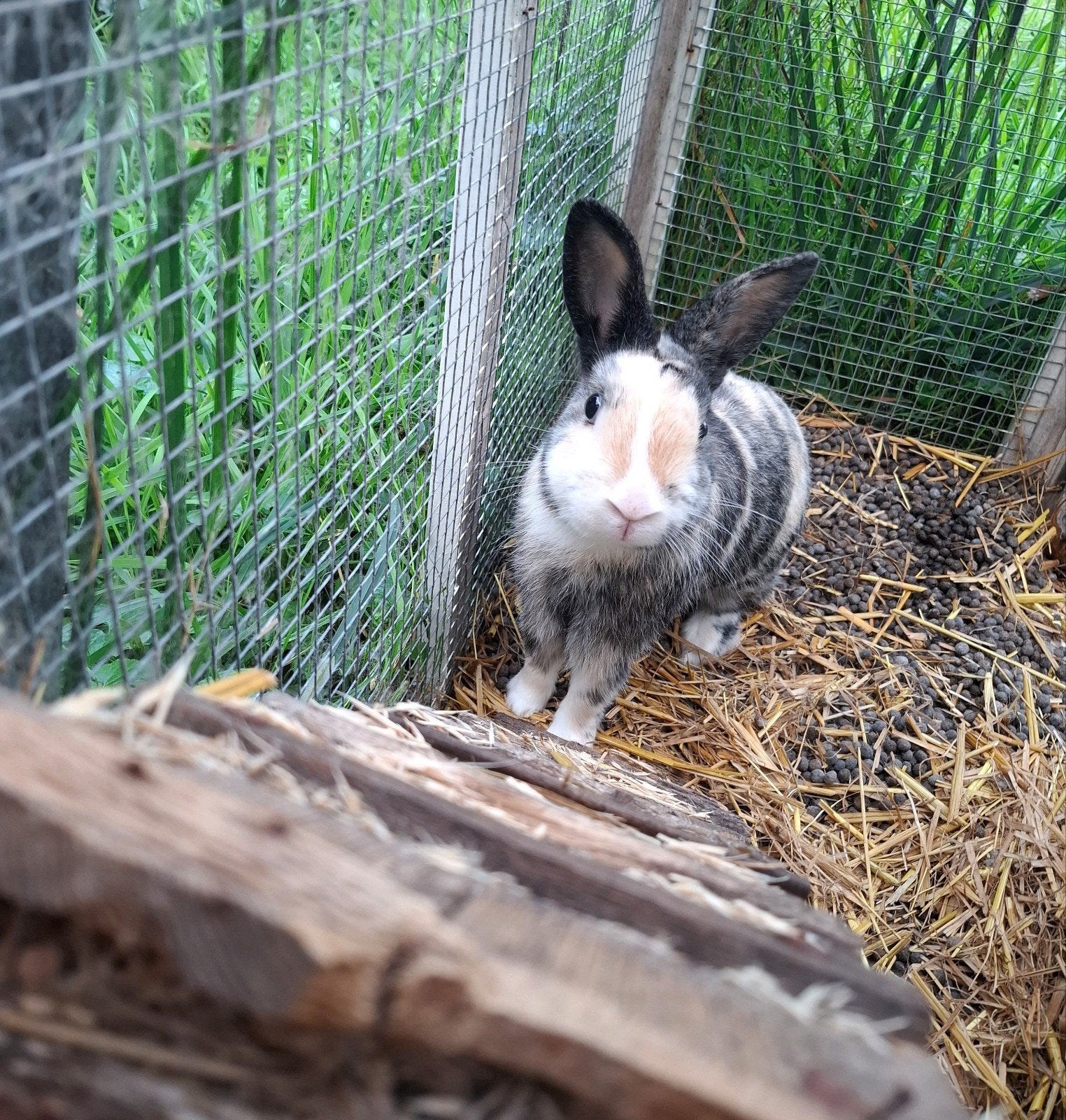 Mooi Dwerg Konijntje  Ram, Dieren en Toebehoren, Mannelijk, Dwerg, 0 tot 2 jaar