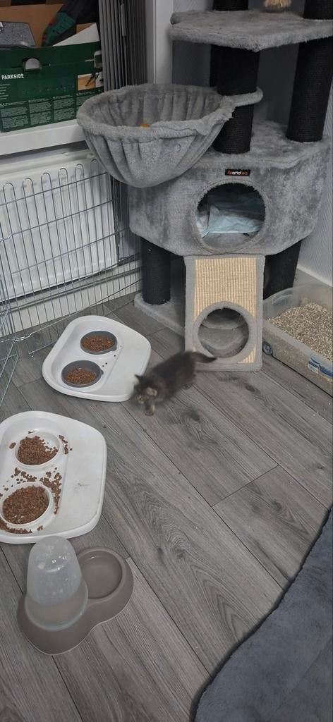 lieve, mooie kittens, Dieren en Toebehoren, Meerdere dieren