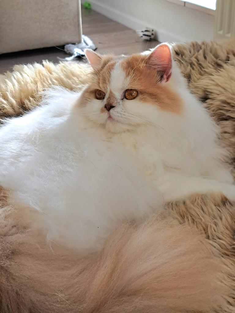 Brits langhaar met stamboom, Dieren en Toebehoren, Poes, Met stamboom, 0 tot 2 jaar