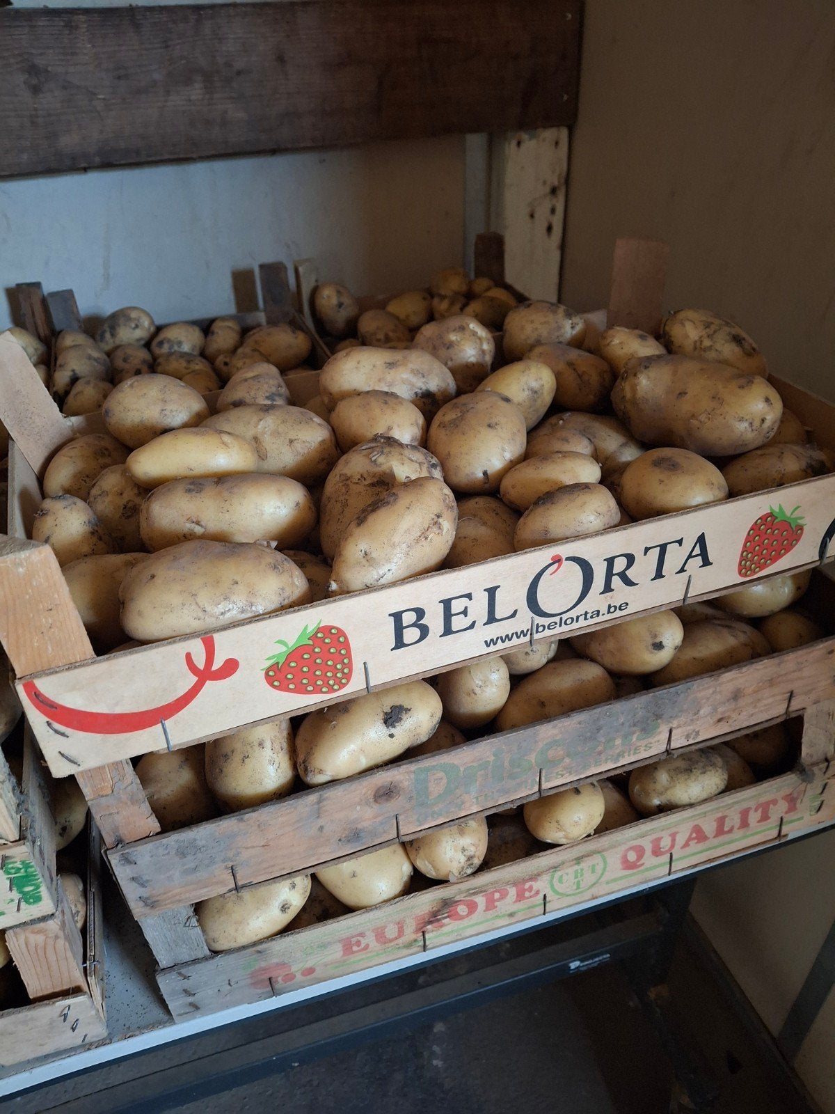 Nieuwe oogst aardappelen, Ophalen of Verzenden