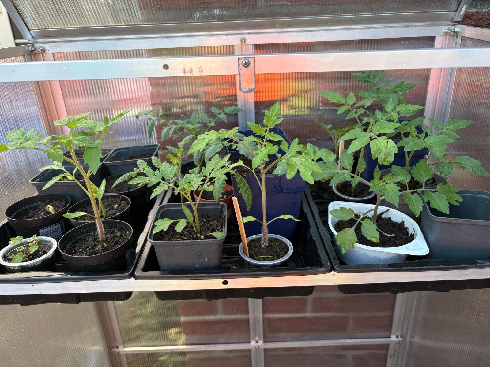 Moestuin Tomatenplantjes - gestekt door onze dochter, Volle zon, Eenjarig, Ophalen of Verzenden, Zomer
