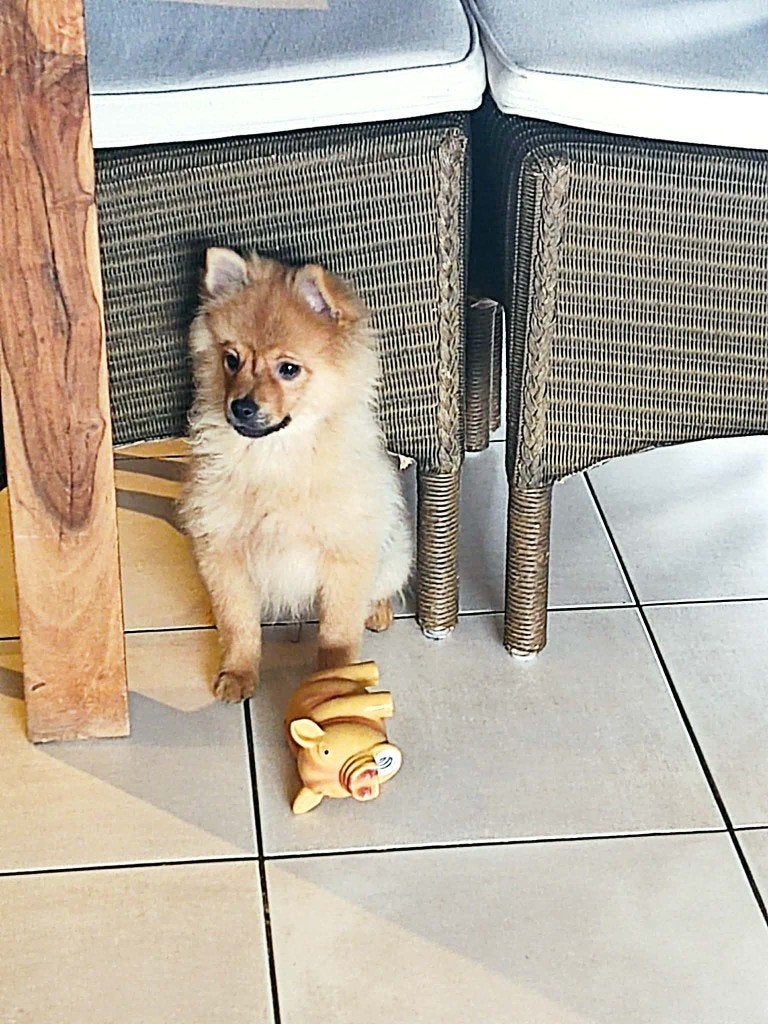 Keeshond puppy, België, Particulier, Keeshond, 15 weken tot 1 jaar