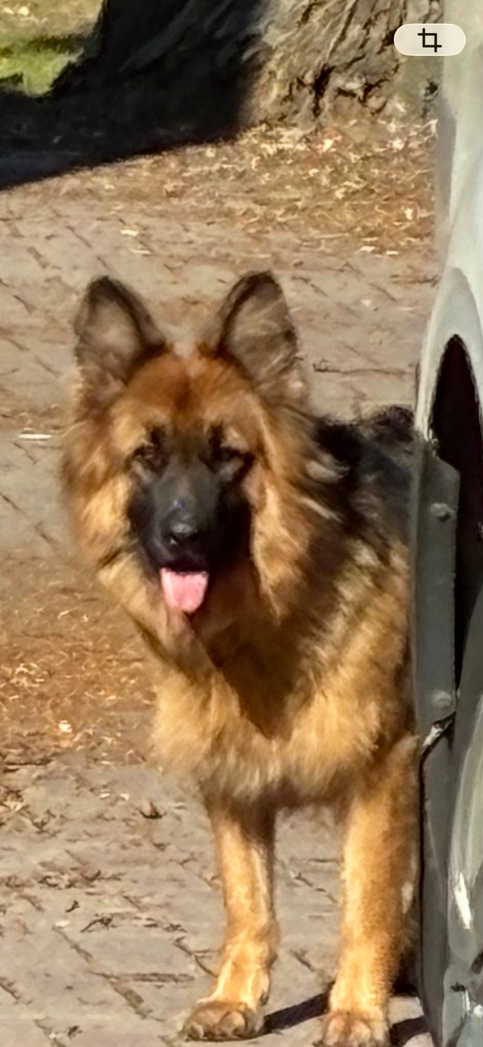 Prachtige half langharige Duitse herder teef met rechte rug, Teef, Eén hond, CDV (hondenziekte), 3 tot 5 jaar