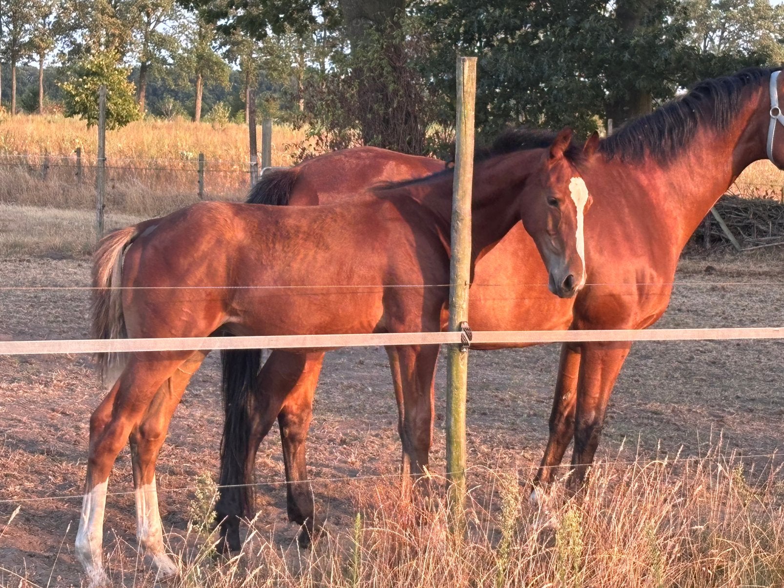 KWPN springveulen hengst Ultra Star, Dieren en Toebehoren, Springpaard, Met stamboom, Niet van toepassing, 0 tot 2 jaar