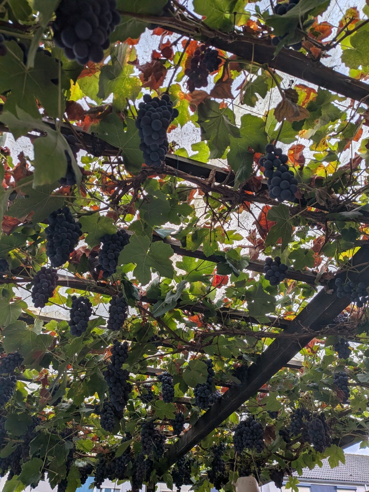 Verse druiven, Ophalen, Volle zon, Vaste plant, Zomer