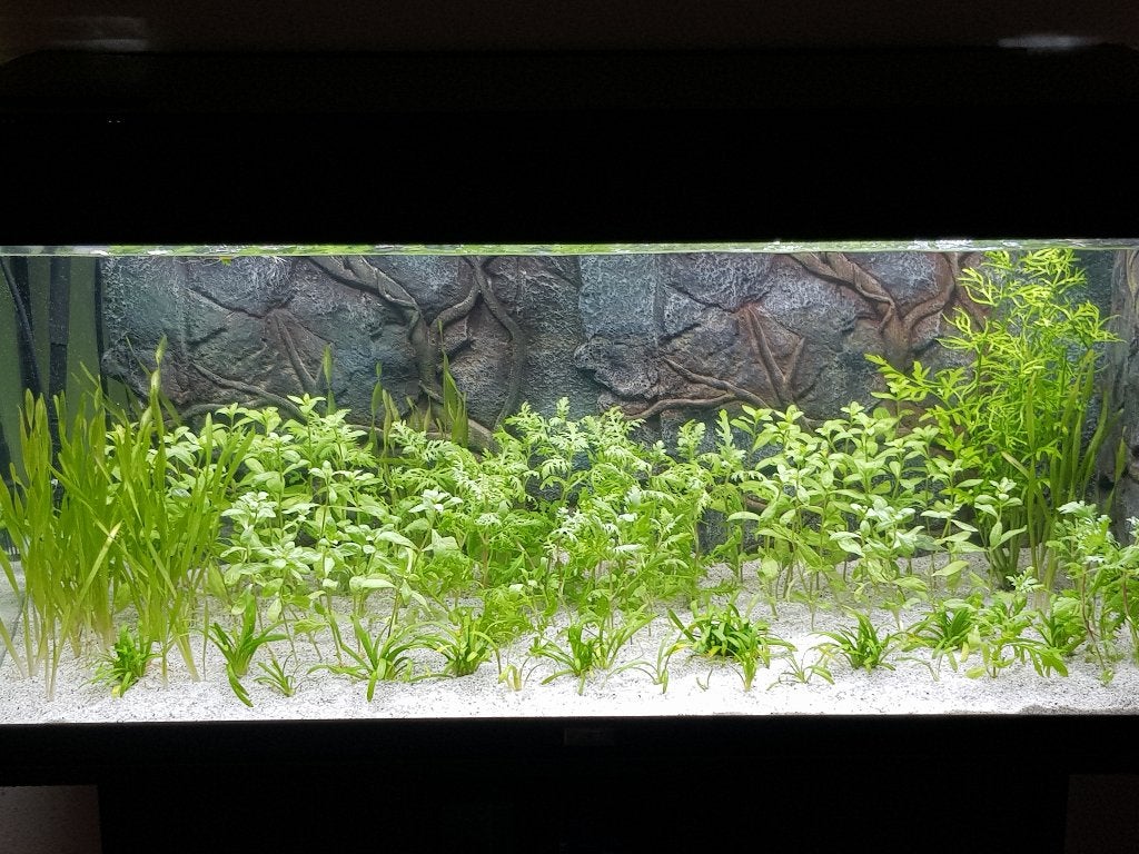 Aquarium Juwel Rio 180 compleet met meubel, Ophalen, Gebruikt, Leeg aquarium