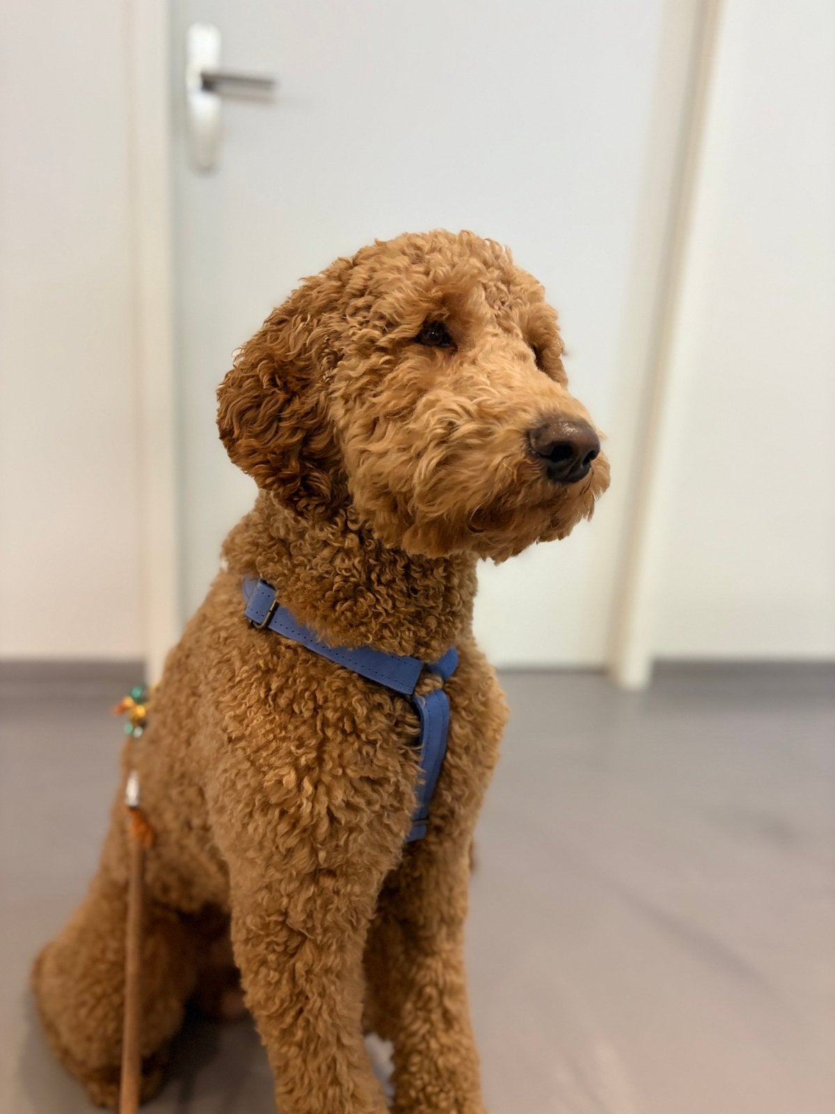 Fijn huisje gezocht voor deze lieve labradoodle, 15 weken tot 1 jaar, Eén hond, Nederland, Particulier