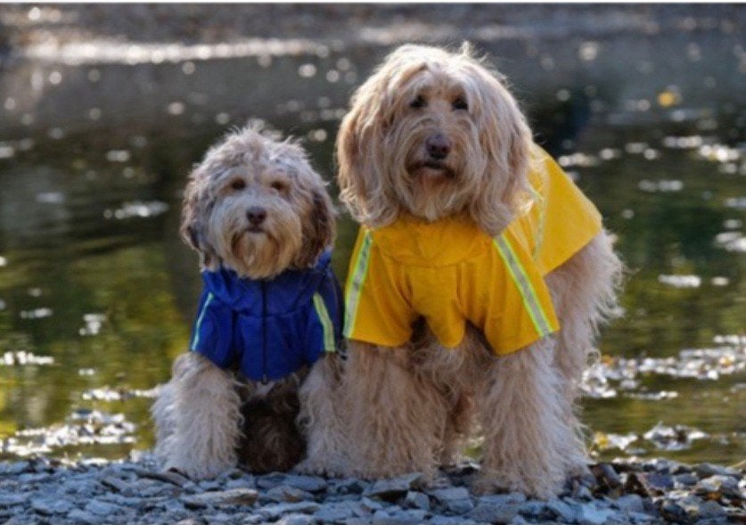 Hondenjas, regenjas, Dieren en Toebehoren, Honden-accessoires, Ophalen, Zo goed als nieuw