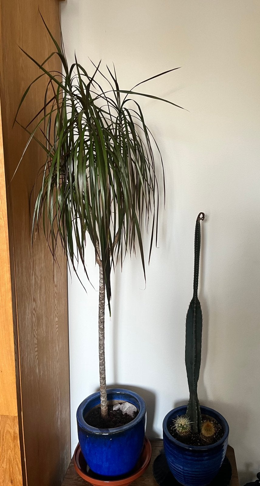 Planten cactus en dracena, Huis en Inrichting, Kamerplanten, Ophalen, Cactus, Volle zon, Minder dan 100 cm