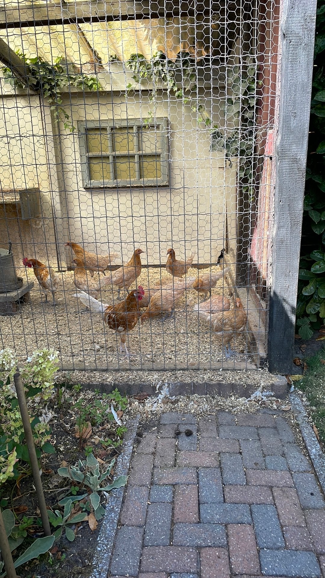 Geel witpel kippen, grote soort., Meerdere dieren, Kip