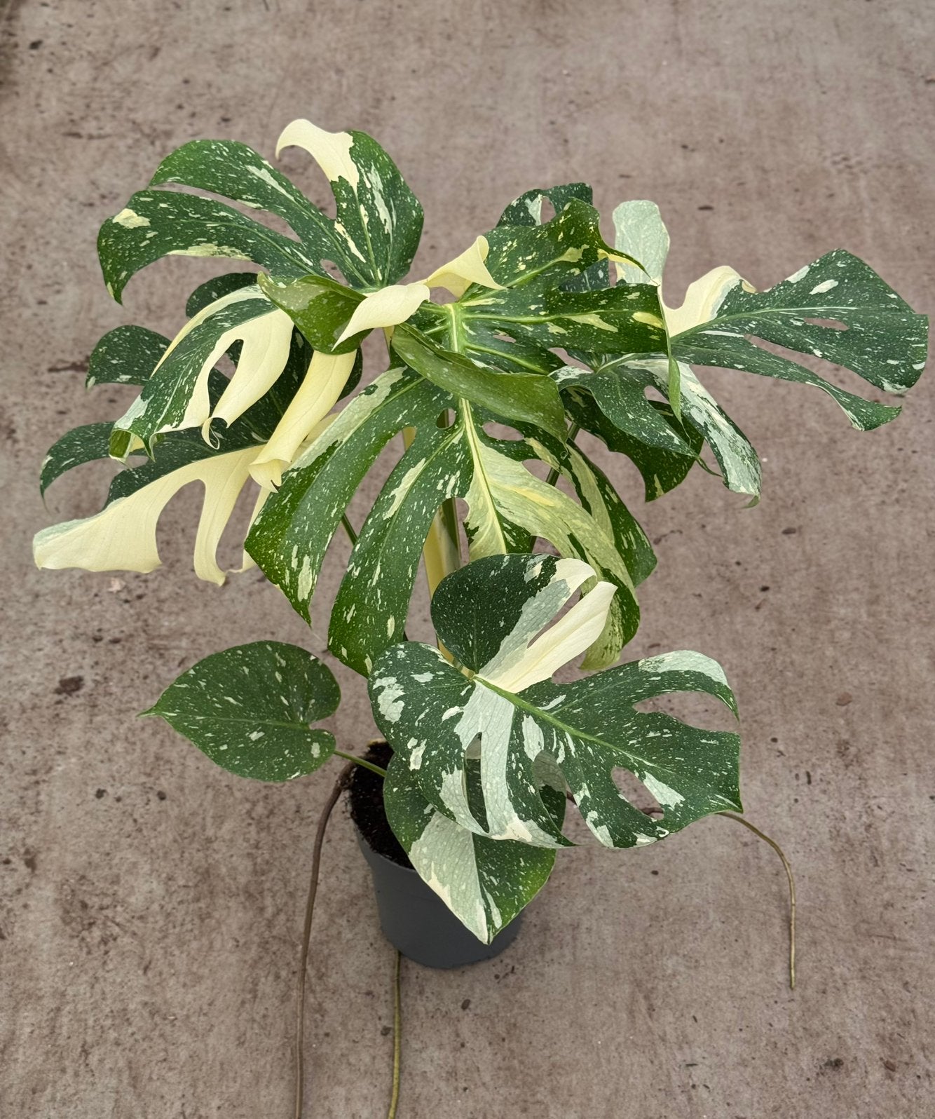 Monstera Thai Constellation Groot, Huis en Inrichting, Kamerplanten, Ophalen of Verzenden, Halfschaduw, Minder dan 100 cm