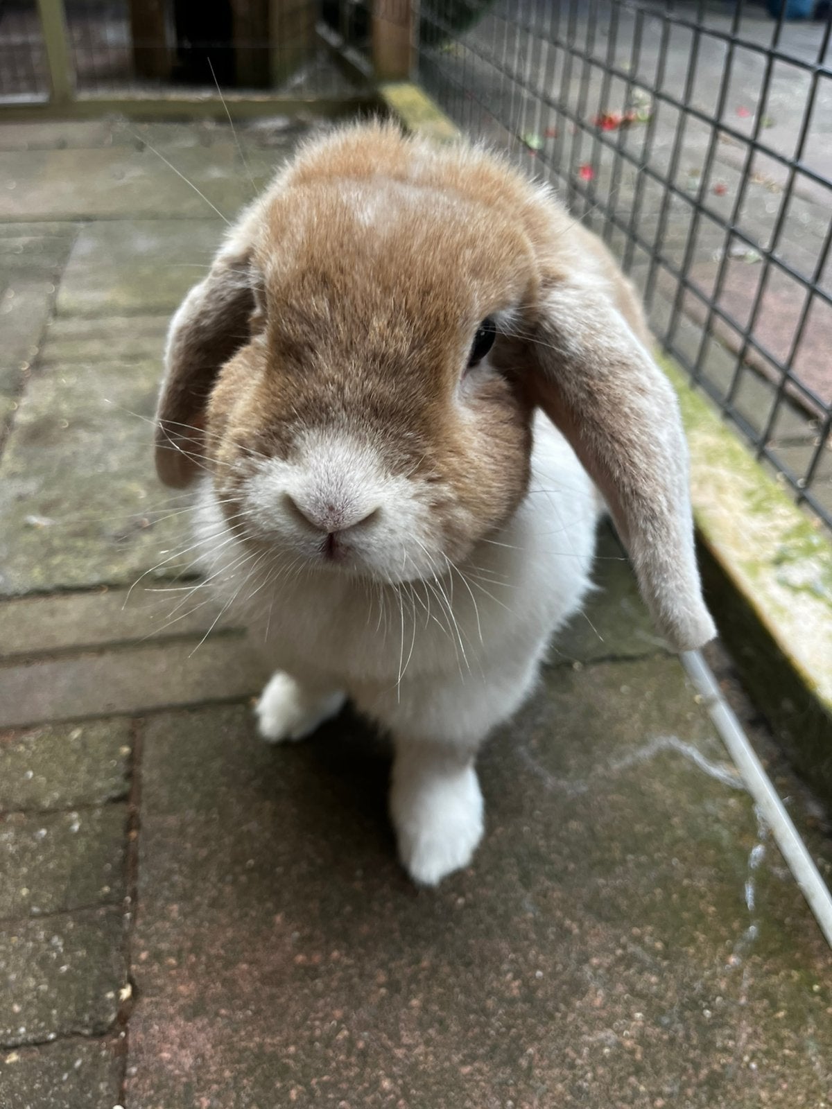 Gezocht maatje, Dieren en Toebehoren, Vrouwelijk