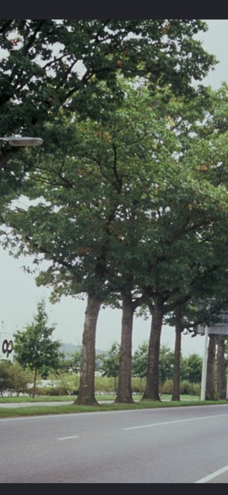 Boomstam /boom gezocht, Ophalen of Verzenden, Volle zon, Overige soorten