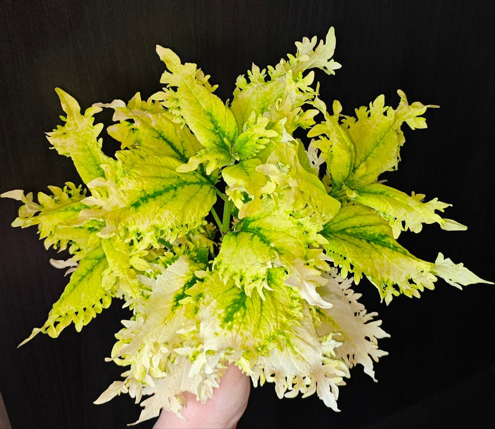 zeldzame coleus siernetel stekjes nr5, Ophalen, Halfschaduw, Minder dan 100 cm