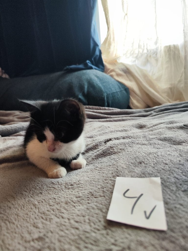 kittens zoeken naar een fijn thuis! Mogen direct mee, Meerdere dieren, Kortharig, 0 tot 2 jaar