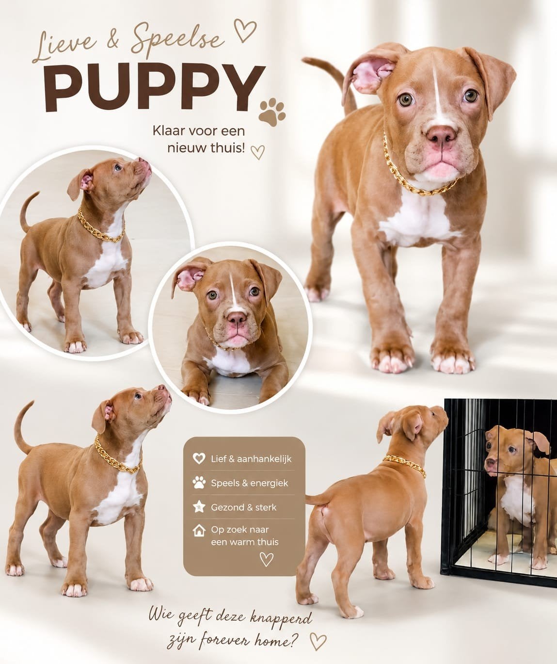 Xl bully abkc stamboom, Overige rassen, 8 tot 15 weken, Teef, Parvo