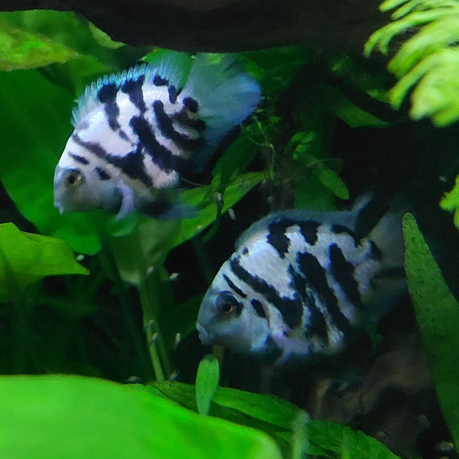 Jonge papegaai cichliden polar blue, Dieren en Toebehoren, Vis