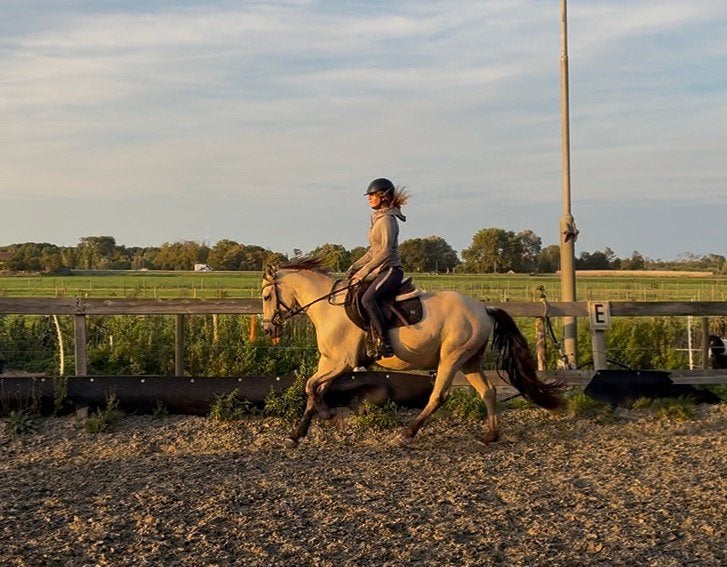 Betrouwbare Connemara D pony, Dieren en Toebehoren, Ruin, B, 3 tot 6 jaar