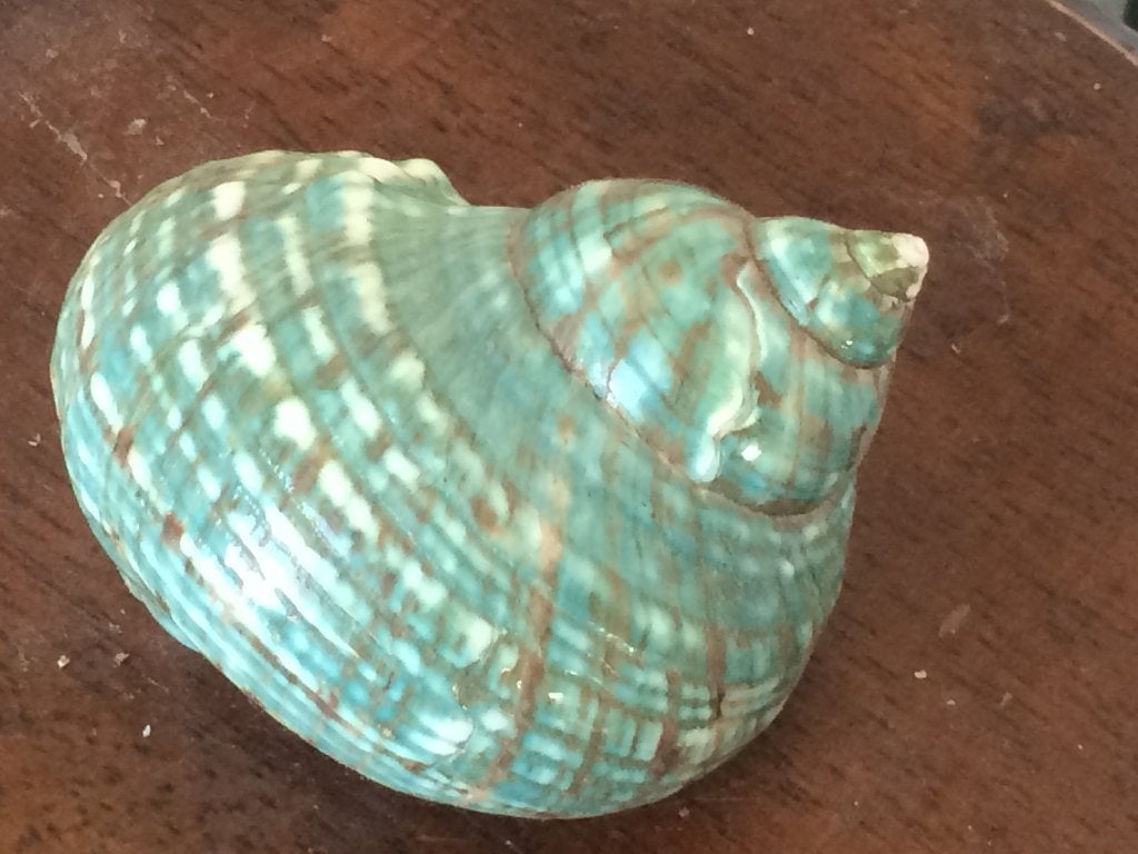 schelp zeeschelp, Ophalen of Verzenden, Schelp(en)