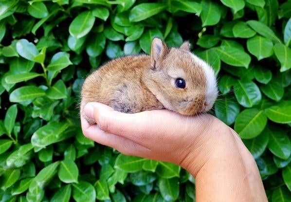 Mini baby dwerg konijnen !  💕 konijntjes dwergen konijn, Meerdere dieren, Dwerg, Hangoor, 0 tot 2 jaar