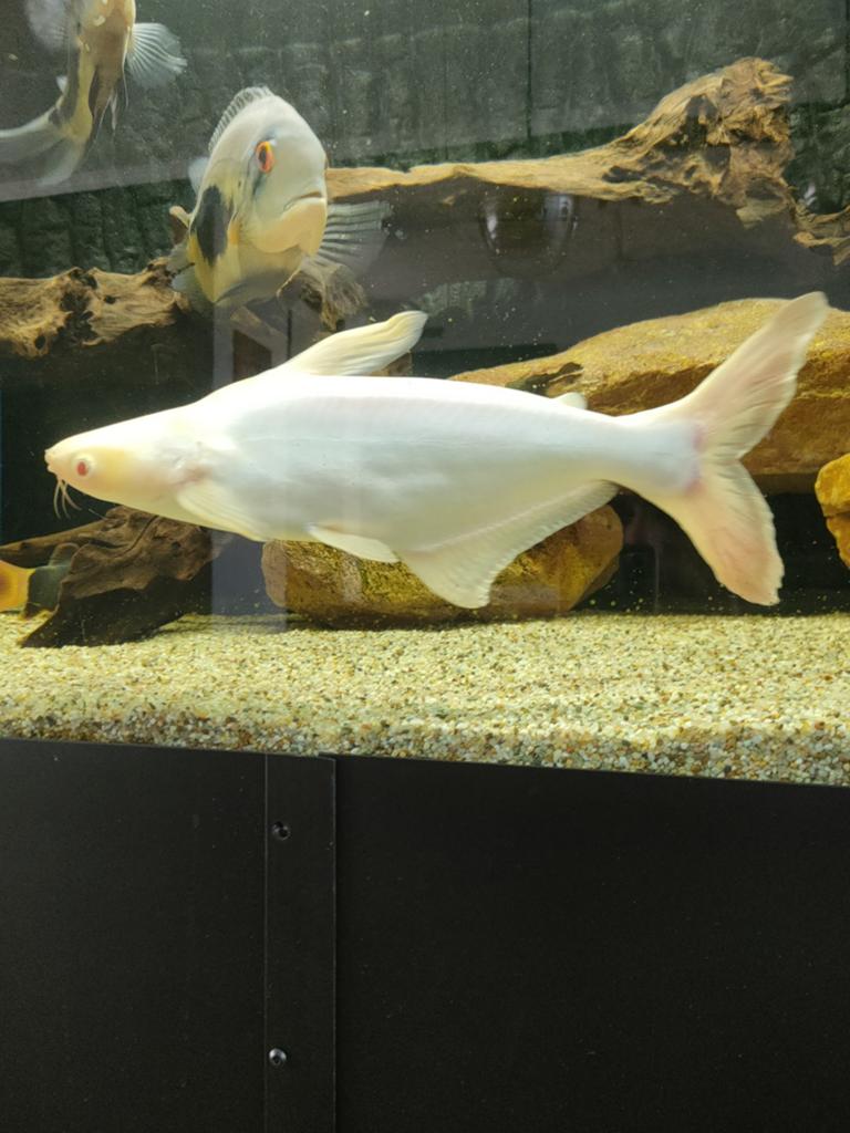 2 erg mooie grote pangasius albino, Dieren en Toebehoren, Vissen | Aquariumvissen, Vis