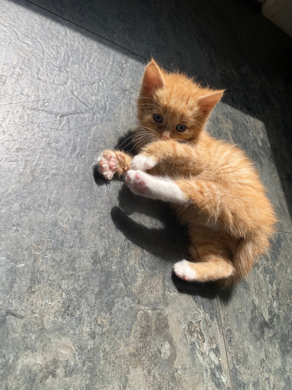 Super lieve rode half ragdoll kitten!, Dieren en Toebehoren, Katten en Kittens | Overige Katten, Kortharig, Kater, 0 tot 2 jaar