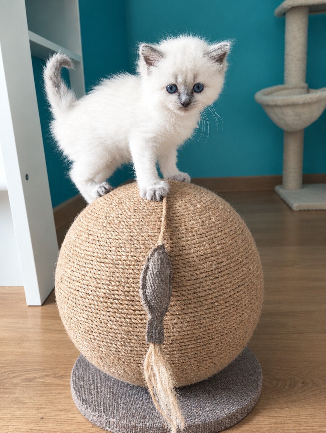 kittens ragdoll