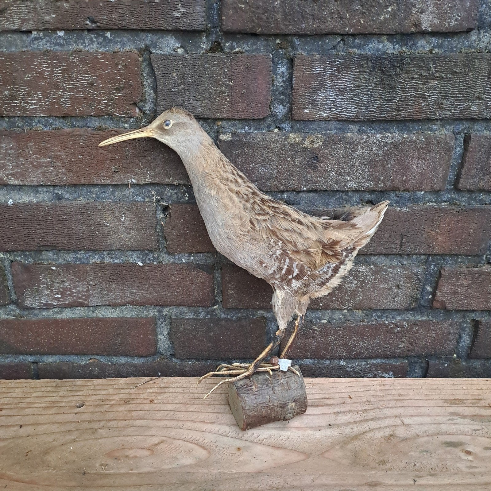 waterral opgezet, Ophalen of Verzenden, Gebruikt, Vogel, Opgezet dier