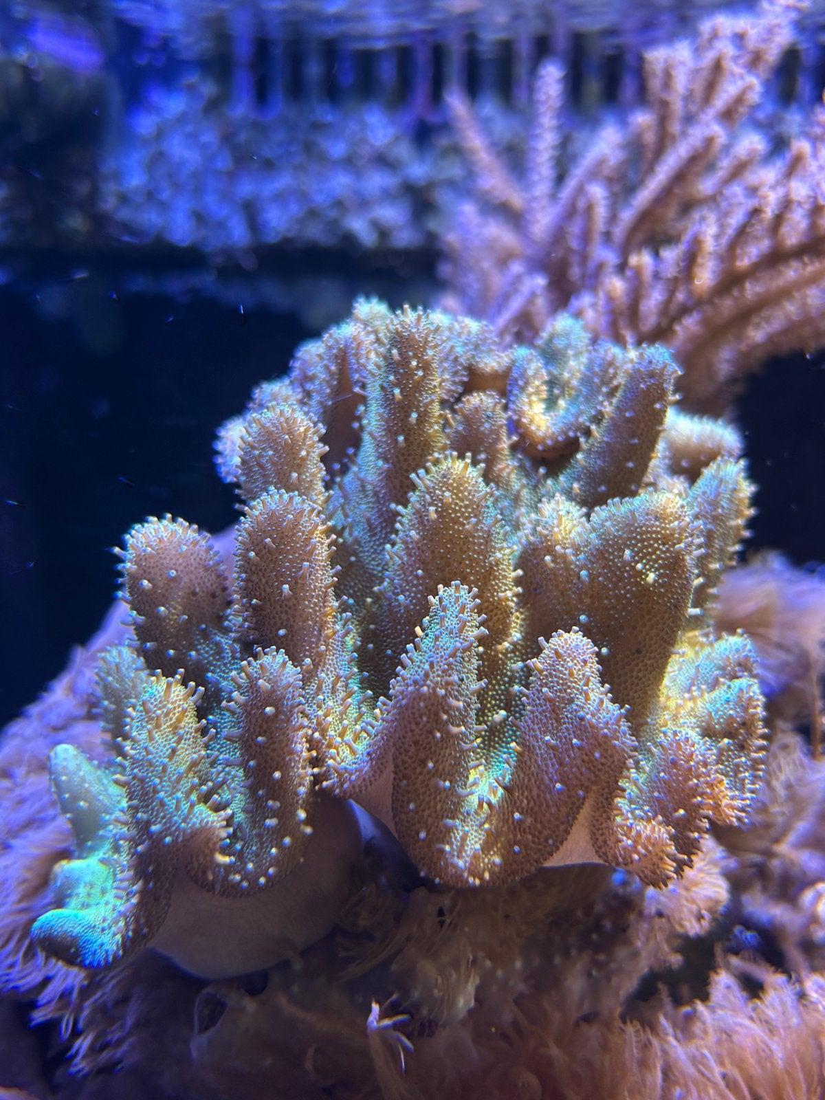 Softkoraal lederkoraal zeeaquarium, Vis