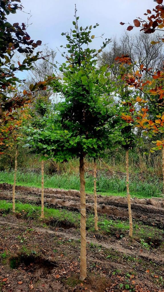 Fagus Sylvatica groene beuk 🌳 ❗️ hoogtstam❗️, Ophalen, Volle zon, Overige soorten