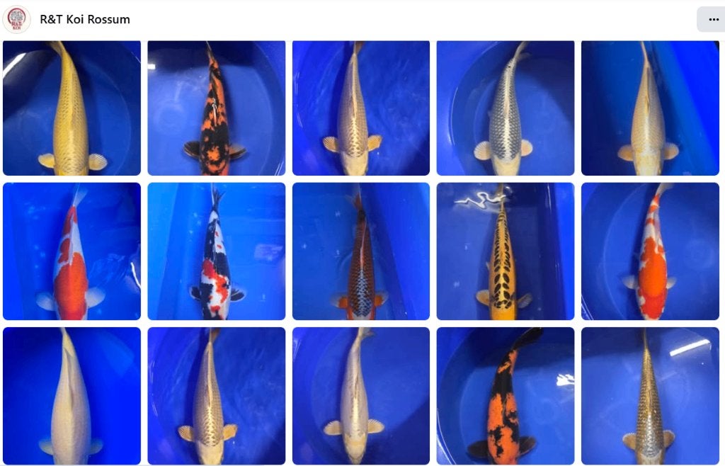 za en zo open RTKOI Rossum bij Kerkdriel, Karper of Koi
