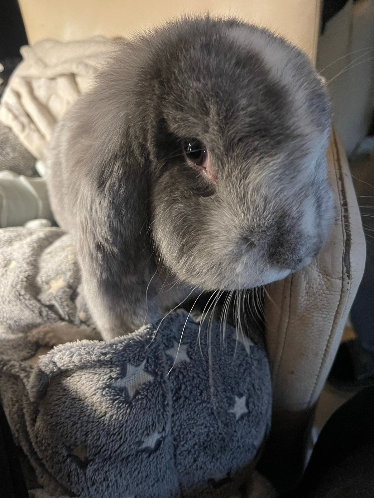 Franse hangoor voedster van 25-06-2025, Dieren en Toebehoren, Vrouwelijk, Groot, Hangoor