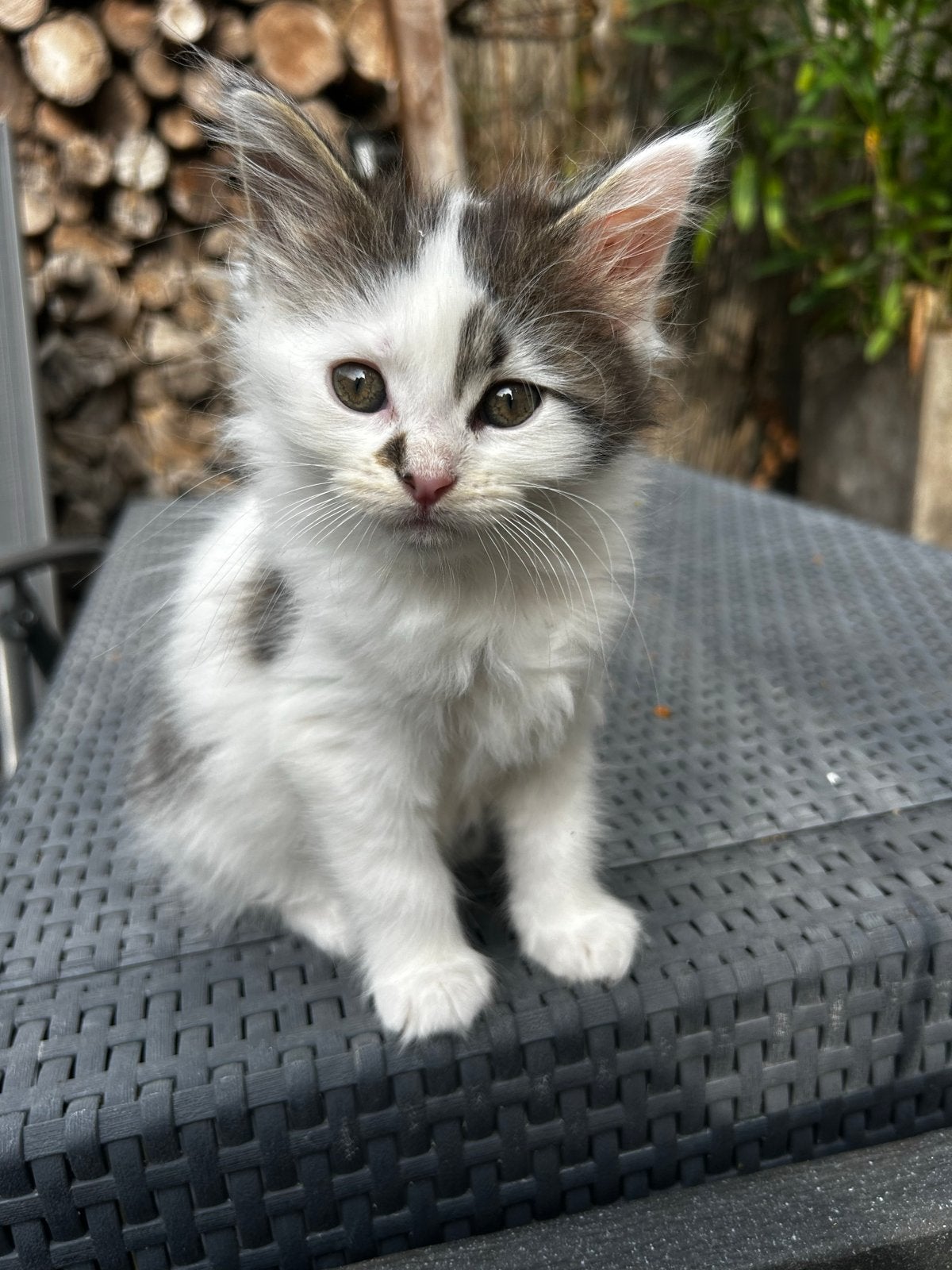 Mooie en lieve Mainecoon kittens