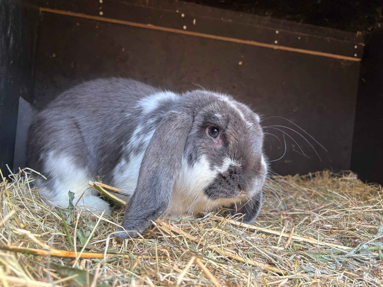 Franse hangoor, Dieren en Toebehoren, Konijnen, Meerdere dieren, Groot, Hangoor