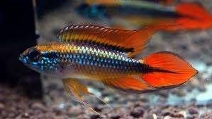 Apistogramma agassizii D. Red per paar - Koidream Valburg