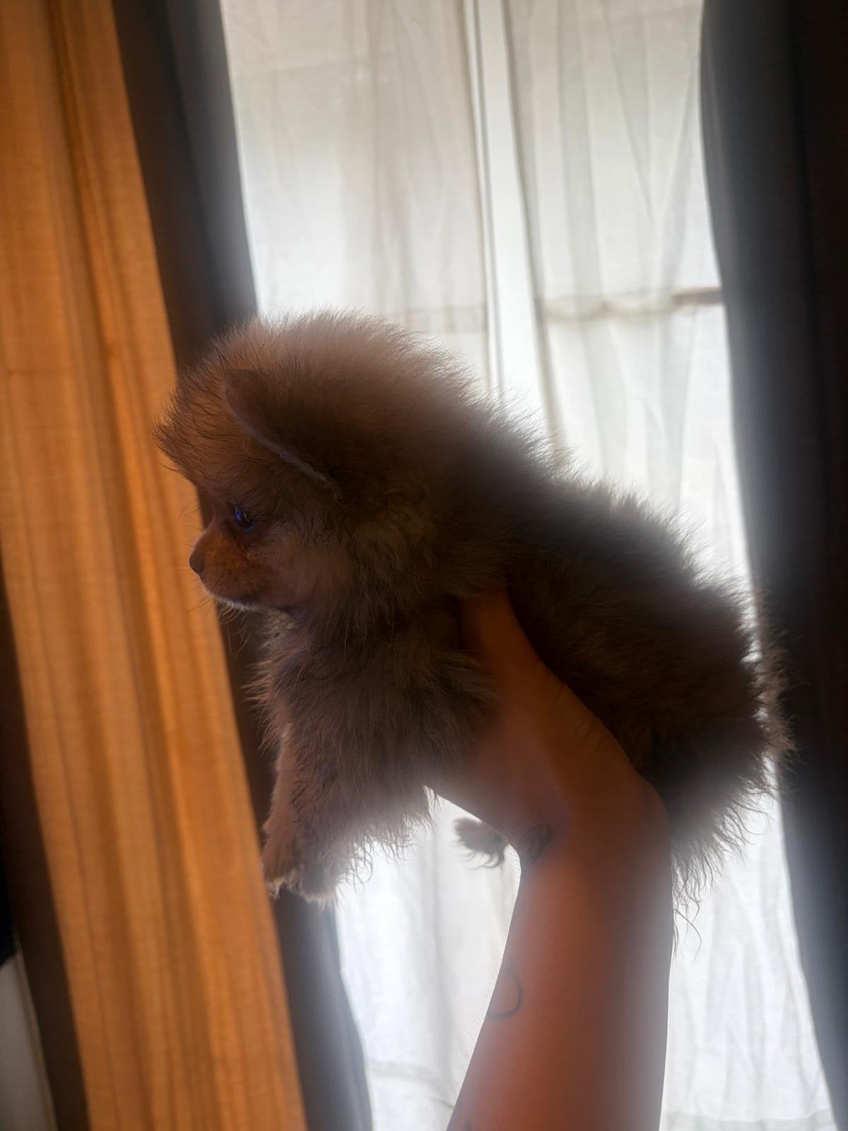 Pomeriaan pups te koop in belgie, Parvo, België, Particulier, Keeshond
