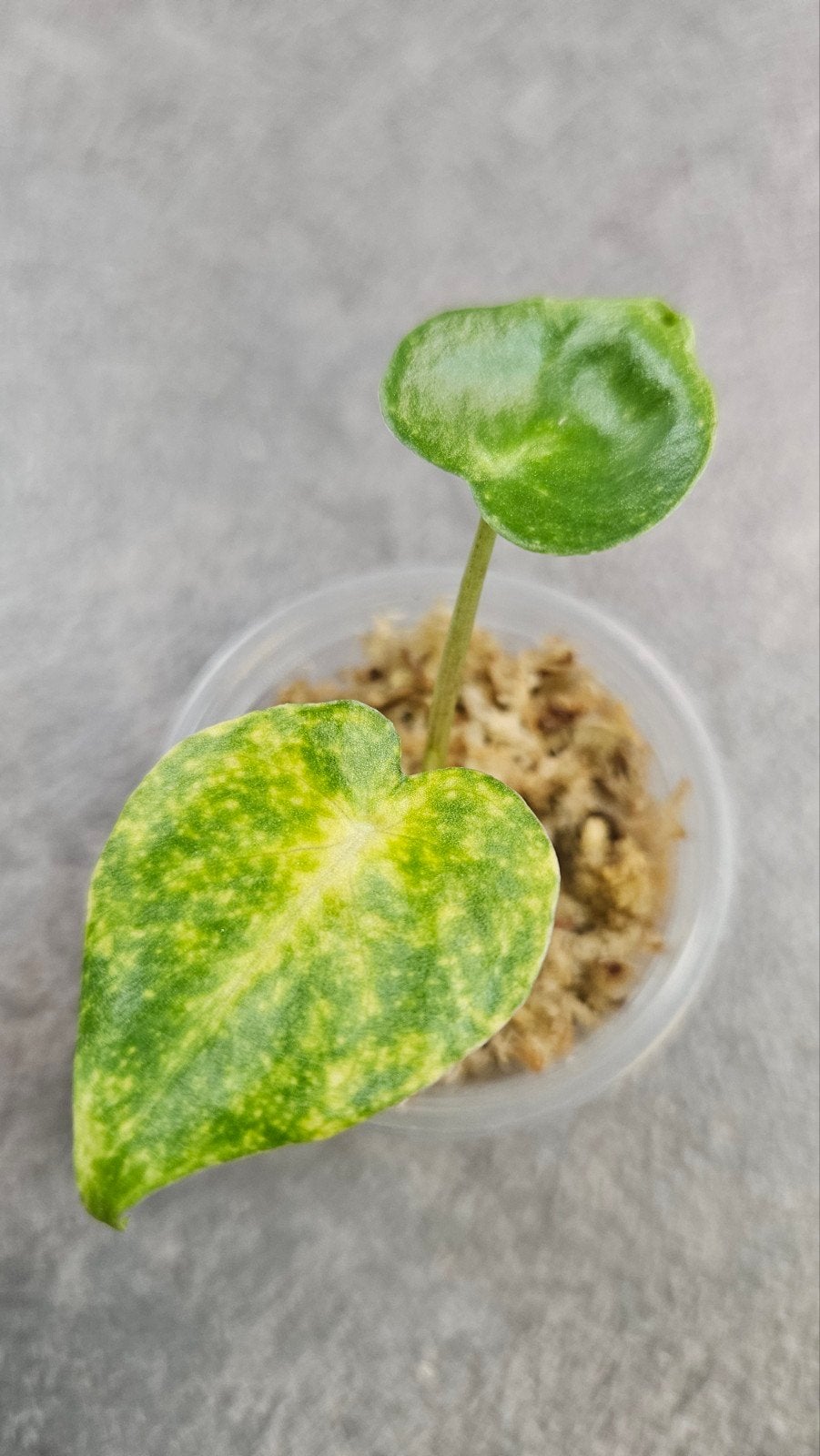 Alocasia New Guinea Gold, Ophalen of Verzenden, Halfschaduw, Minder dan 100 cm