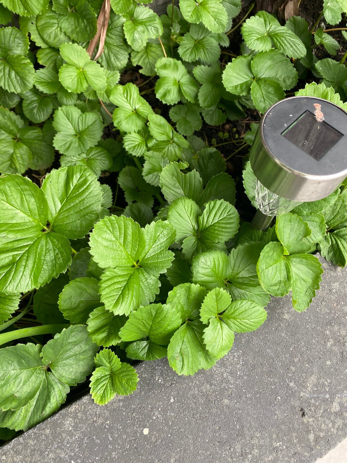 Aardbei stekjes €0,30 cent per stuk, Ophalen, Eenjarig, Groenteplanten, Volle zon