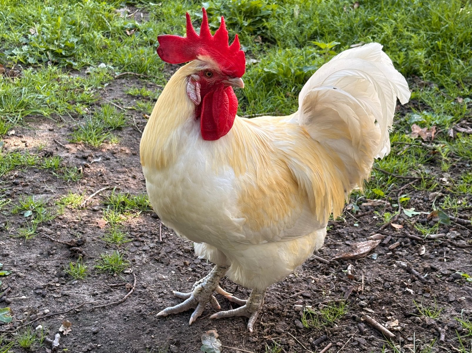 Ruilen of kopen, Dieren en Toebehoren, Pluimvee, Mannelijk, Kip
